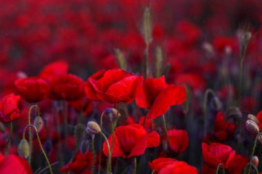 Kırmızıgelincikler yabani tarlada çiçek açar. Seçici odaklı güzel kırmızı gelincikler. Yumuşak ışıkta kırmızı gelincikler. Afyon haşhaşı. Doğal ilaçlar. Kırmızı gelincikler. Yalnız gelincik. Yumuşak odak bulanıklığı