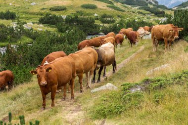 Yeşil vadi ve arka plan, Bulgaristan, Pirin dağ dağ zirveleri ile taze yeşil dağda otlayan inekler dağlarda pastoral yaz peyzaj mera