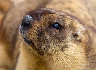 Alp büyük kuş kafesi Hayvanat Bahçesi (Marmota Marmota) dağ sıçanı. Güzel gelenek - kahramanı Groundhog hava gün Groundhog öngörür.