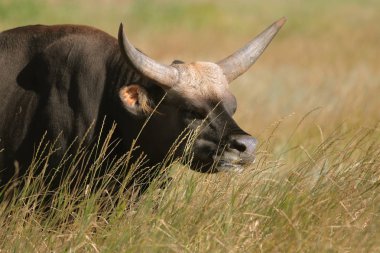 Texas'ın güzel bir sürüsü yüksek çim Ulusal Safari park, Oskaniya Nova, dinleniyor. Vahşi Texas'ın rezerv bozkır içinde nadir nesli tehlike altında olan tür. Nesli tükenmekte olan hayvanların kırmızı kitap