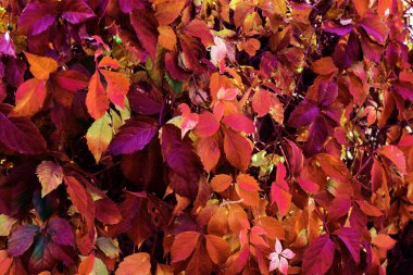 Yabani üzüm kırmızı sonbahar yaprakları çite as. Kırmızı tonlarında sembolik arka plan doldurarak olarak yaprakları güzel sonbahar kökenli. yaprakları sayesinde güneş; Takvim için sonbahar süsleme