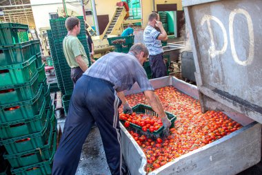 Odessa, Ukrayna - 25 Eylül 2015: domates konserve meyve ve sebze fabrika üretim çalışma süreci. Konserve Gıda üretim işçilerin. Sebze işleme.