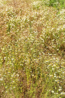 Çiçek açıyor. Papatya çayı. Çiçekli papatya tarlası, papatya çiçekleri. Doğal bitkisel tedavi.