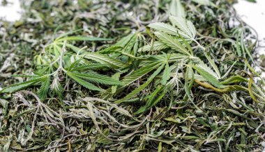 Yeşil bitki kök dallarda marihuana bırakır. Kenevir. Narkotik bitkiler. Bitki büyümesi için yasaktır. Sığ derinlik-in tarla. Seçici odak. Tasarım sosyal reklam için arka plan resmi