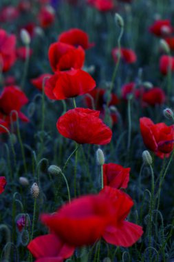 Vahşi alanda çiçek kırmızı haşhaş çiçeği. Seçici odak ile güzel alan kırmızı haşhaş. Yumuşak ışık kırmızı dönüştürülmesini anlatanlar gibi. Haşhaş. Kırmızı haşhaş Glade. Tonlama. Yaratıcı karanlık düşük anahtar işleme