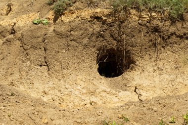 Hayvanlar vahşi şehri. Koloni Tepesi üzerinde vahşi vahşi hayvanların delik labirent ile kaplı. Tavşan deliği. Siperler. Hayvan bozkır dağlık bölgede burrows. Vahşi hayvanlarda izleri. Dünyevi ev vahşi doğada