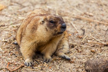 Alp büyük kuş kafesi Hayvanat Bahçesi (Marmota Marmota) dağ sıçanı. Güzel gelenek - kahramanı Groundhog hava gün Groundhog öngörür.