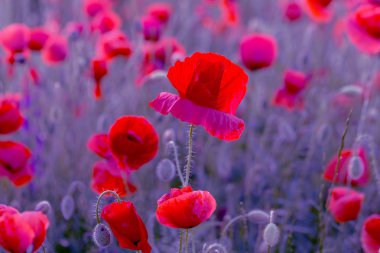 Vahşi alanda çiçek kırmızı haşhaş çiçeği. Seçici odak ile güzel alan kırmızı haşhaş. Yumuşak ışık kırmızı dönüştürülmesini anlatanlar gibi. Haşhaş. Kırmızı haşhaş Glade. Tonlama. Yaratıcı karanlık düşük anahtar işleme