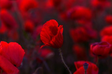 Vahşi alanda çiçek kırmızı haşhaş çiçeği. Seçici odak ile güzel alan kırmızı haşhaş. Yumuşak ışık kırmızı dönüştürülmesini anlatanlar gibi. Haşhaş. Kırmızı haşhaş Glade. Tonlama. Yaratıcı karanlık düşük anahtar işleme