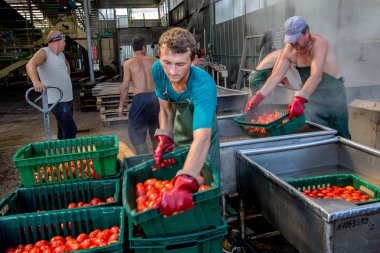 Odessa, Ukrayna - 25 Eylül 2015: domates konserve meyve ve sebze fabrika üretim çalışma süreci. Konserve Gıda üretim işçilerin. Sebze işleme.