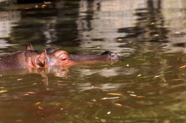 Behemoth tamamen nehir su düzeyinde bir sıcak güneşli yaz gününde boğulmuş. Burun ve gözler Hippo dışarı duckweed nehir yeşil ile kaplı su var. seçici odak.