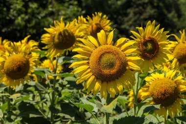 Parlak sarı, turuncu alanda ayçiçeği. Güneşli günde ayçiçeği alanının güzel kırsal manzara. Çiftlik alanı, kırpma için yemeklik yağ olarak yetiştirilen çiçek. Kartı için arka plan olarak. Seçici odak