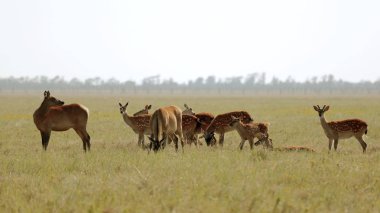 Bir vahşi doğa bozkır içinde benekli geyik sürüsü. geyik (Cervus nippon) olarak da bilinen benekli geyik veya Oskaniya Nova safari park Prairie Japon geyik. Hayvan ve yaban hayatı fotoğraf