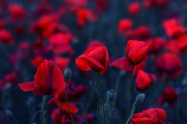 Vahşi alanda çiçek kırmızı haşhaş çiçeği. Seçici odak ile güzel alan kırmızı haşhaş. Yumuşak ışık kırmızı dönüştürülmesini anlatanlar gibi. Haşhaş. Kırmızı haşhaş Glade. Tonlama. Yaratıcı karanlık düşük anahtar işleme