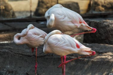 Güzel bataklık parlak kuş - pembe flamingo yakın çekim hayvanat bahçesi büyük kuş kafesi içinde. Amerikan pembe flamingolar Phoenicopteridae ailesinin tek cins vardır.
