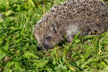 Doğal yaşam alanı içinde yeşil çimenlerin üzerinde genç kirpi