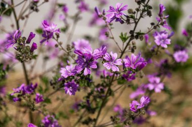 Alan peygamber çiçeği. Çayır hindiba. Mavi alan bir çiçek. Güzel hindiba çiçek yakın çekim. Canlı doğa.