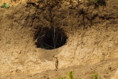 Hayvanlar vahşi şehri. Koloni Tepesi üzerinde vahşi vahşi hayvanların delik labirent ile kaplı. Tavşan deliği. Siperler. Hayvan bozkır dağlık bölgede burrows. Vahşi hayvanlarda izleri. Dünyevi ev vahşi doğada