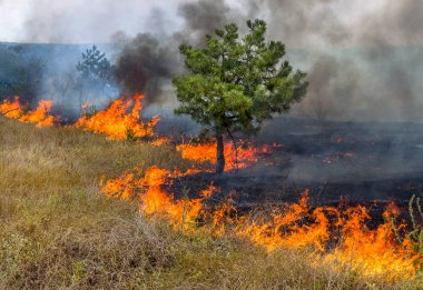 Orman yangınları ve Rüzgar kuru tamamen orman ve bozkır şiddetli bir kuraklık sırasında Güney Ukrayna yok. Doğa ve bölgenin ekonomisine düzenli hasar felaket getiriyor. 