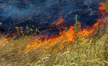  Orman yangınları ve rüzgar kuru tamamen orman ve bozkır şiddetli bir kuraklık sırasında Güney Ukrayna yok. Doğa ve bölgenin ekonomi için düzenli hasar felaket getiriyor.