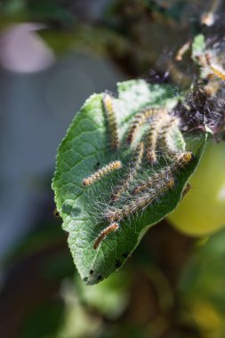 Tırtıllar ağaçta kozalar yaptılar. Tırtıllar ağaçtaki tüm yaprakları yediler ve kozadaki ağ dallarını sardılar. Kelebek tırtılı koza içinde çürüyen ağacın dallarında. Tarım Böcekleri