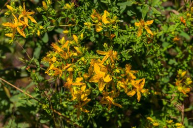 Çayır üzerinde Hypericum çiçekler (Hypericum perforatum veya St John's wort). Seçici odak çiçek üzerinde. Bitki St John's wort sahada büyür. Halk tıbbında kullanıldığı