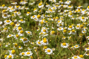 Çiçek açıyor. Papatya çayı. Çiçekli papatya tarlası, papatya çiçekleri. Doğal bitkisel tedavi.