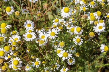 Çiçek açıyor. Papatya çayı. Çiçekli papatya tarlası, papatya çiçekleri. Doğal bitkisel tedavi.