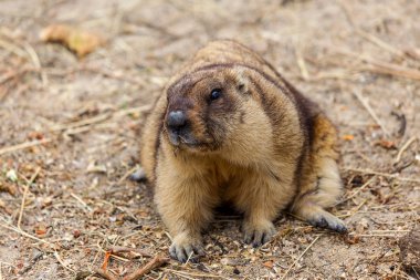 Alp büyük kuş kafesi Hayvanat Bahçesi (Marmota Marmota) dağ sıçanı. Güzel gelenek - kahramanı Groundhog hava gün Groundhog öngörür.