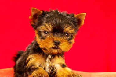 Yorkirsky korkunç Studio siyah bir arka plan. Bir güzel safkan köpek kılı köpek gösteri ile büyüleyici. Seçici odak ile