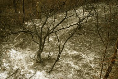 Orman yangını. düşmüş ağaç duman zaman zemin çok üzerinde yanmış vildfire. ateş her şeyi bırakmak tek yanık ağaç ve ashe yok eder. Doğal afet orman yanıyor. Orman yangınları görselleştirme