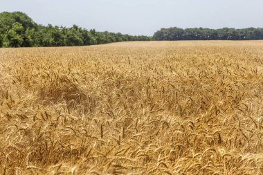 Olgun kuru buğday hasat önce alan. Altın olgun buğday düşer ve yere yayılır. Zamanında hasat değil tahıl hasat edilir. Seçili olmayan kayıp tahıl kırpma