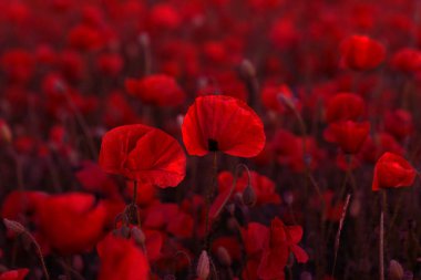 Vahşi alanda çiçek kırmızı haşhaş çiçeği. Seçici odak ile güzel alan kırmızı haşhaş. Yumuşak ışık kırmızı dönüştürülmesini anlatanlar gibi. Haşhaş. Kırmızı haşhaş Glade. Tonlama. Yaratıcı karanlık düşük anahtar işleme