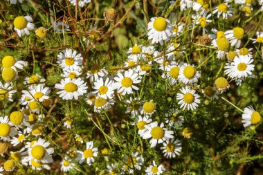 Çiçek açıyor. Papatya çayı. Çiçekli papatya tarlası, papatya çiçekleri. Doğal bitkisel tedavi.