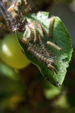 Tırtıllar ağaçta kozalar yaptılar. Tırtıllar ağaçtaki tüm yaprakları yediler ve kozadaki ağ dallarını sardılar. Kelebek tırtılı koza içinde çürüyen ağacın dallarında. Tarım Böcekleri
