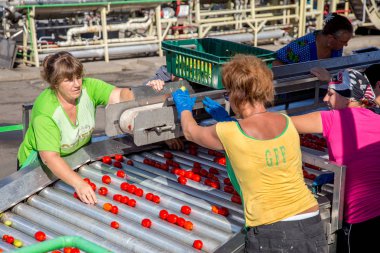 ODESSA, UKRAINE - 25 September 2015: The working process of production of tomatoes to canned fruit and vegetable factory. Workers on the production of canned food. Processing vegetables. clipart