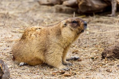 Alp büyük kuş kafesi Hayvanat Bahçesi (Marmota Marmota) dağ sıçanı. Güzel gelenek - kahramanı Groundhog hava gün Groundhog öngörür.