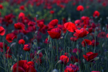 Vahşi alanda çiçek kırmızı haşhaş çiçeği. Seçici odak ile güzel alan kırmızı haşhaş. Yumuşak ışık kırmızı dönüştürülmesini anlatanlar gibi. Haşhaş. Kırmızı haşhaş Glade. Tonlama. Yaratıcı karanlık düşük anahtar işleme