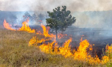  Şiddetli kuraklık. Orman yangınları kuru rüzgar tamamen orman ve bozkır yok. Doğa ve bölgenin ekonomi için düzenli hasar Ukrayna için felaket getiriyor.