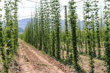 Bulgaristan Plantation büyüyen şerbetçiotu. Hop bitkiler, elit pahalı yaşam doğal bira çeşitleri üretimi için ana hammadde binlerce. seçici odak