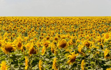 Parlak sarı, turuncu alanda ayçiçeği. Güneşli günde ayçiçeği alanının güzel kırsal manzara. Çiftlik alanı, kırpma için yemeklik yağ olarak yetiştirilen çiçek. Kartı için arka plan olarak. Seçici odak