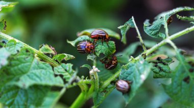 Genç Colorado böcek, böcek larvası patates yaprakları yiyor. Colorado böceği patates yaprakları yiyor. Zararlıları alanında ürün yok. Parazitler vahşi ve tarım. Seçilen odak
