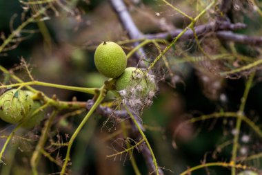 Tırtıllar ağaçta kozalar yaptılar. Tırtıllar ağaçtaki tüm yaprakları yediler ve kozadaki ağ dallarını sardılar. Kelebek tırtılı koza içinde çürüyen ağacın dallarında. Tarım Böcekleri