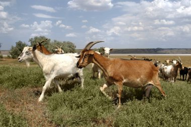 güneşli bir yaz günü bozkır çayır çiftlik hayvan çiftliğinde otlatma keçi sürüsü. Güney Ukrayna'nın kırsal manzara