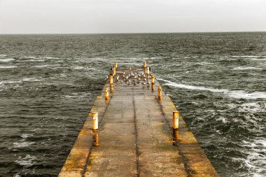 Bir sürü martı eski yıkık ıssız iskele üzerinde. Martılar iskelede güneşlenmek.