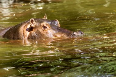 Behemoth tamamen nehir su düzeyinde bir sıcak güneşli yaz gününde boğulmuş. Burun ve gözler Hippo dışarı duckweed nehir yeşil ile kaplı su var. seçici odak.