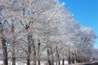 Kış karla kaplı yol. Ağaçlar buz ve kar karla kaplı yolun kenarında. Parlak karlı kış manzara soğuk güneşli kış günü