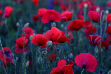 Vahşi alanda çiçek kırmızı haşhaş çiçeği. Seçici odak ile güzel alan kırmızı haşhaş. Yumuşak ışık kırmızı dönüştürülmesini anlatanlar gibi. Haşhaş. Kırmızı haşhaş Glade. Tonlama. Yaratıcı karanlık düşük anahtar işleme