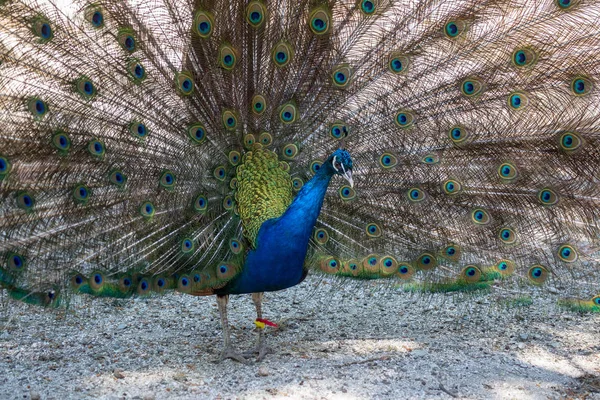 Portrait Beautiful Peacock Feathers Beautiful Indian Peacock Bright Feathers Tail — Stock Photo, Image