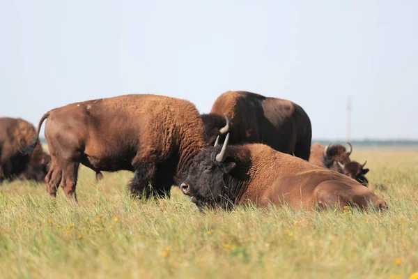Beautiful Herd Buffaloes Resting High Grass National Safari Park Oskaniya — Stock Photo, Image